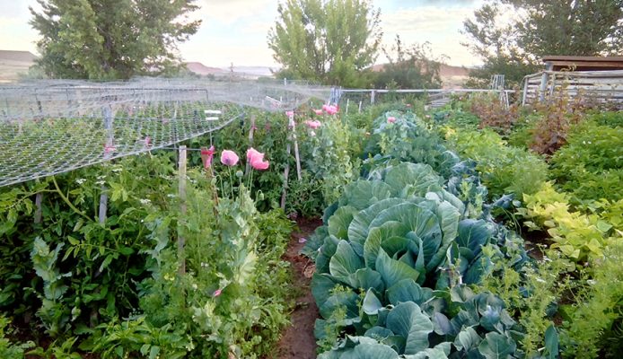 Cabbages, flowers and vegetables in Linda Ilg's garden in Ten Sleep